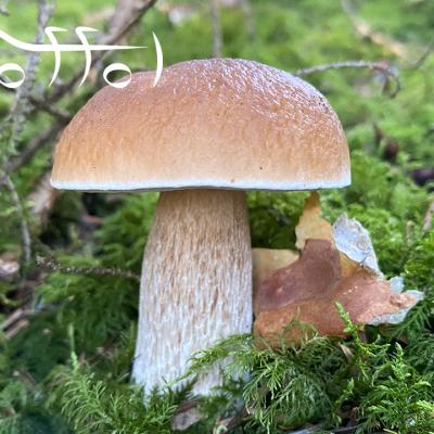 Steinpilz